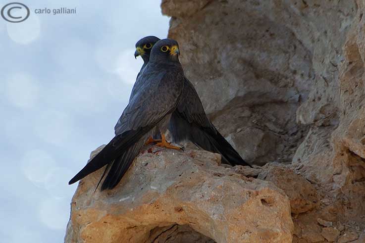 Falco concolore - Falco concolor